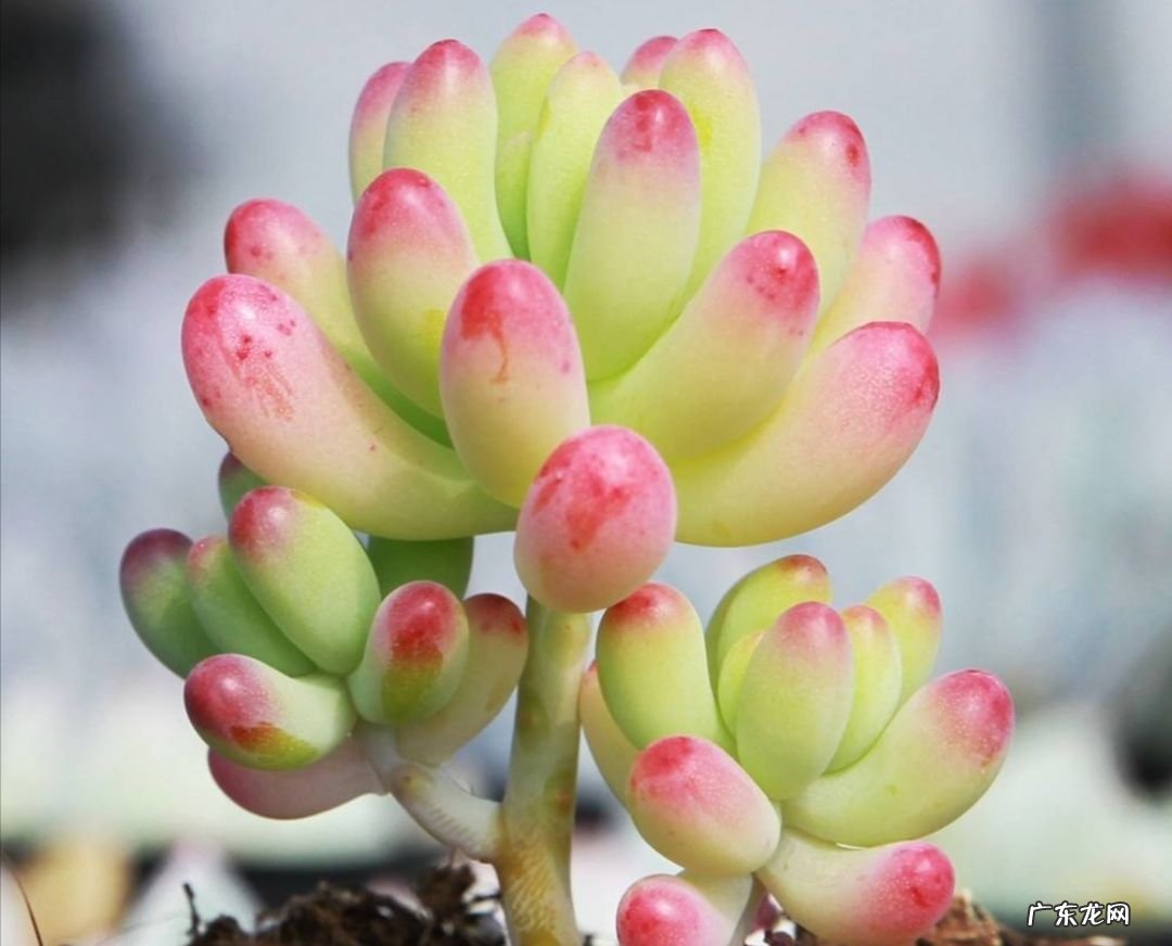 多肉开花是好兆头 多肉开花是好兆头