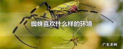蜘蛛喜欢什么样的环境