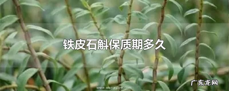 铁皮石斛保质期多久