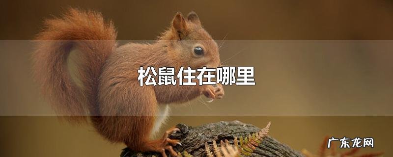 松鼠住在哪里