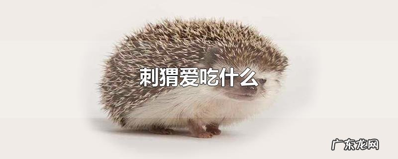 刺猬爱吃什么