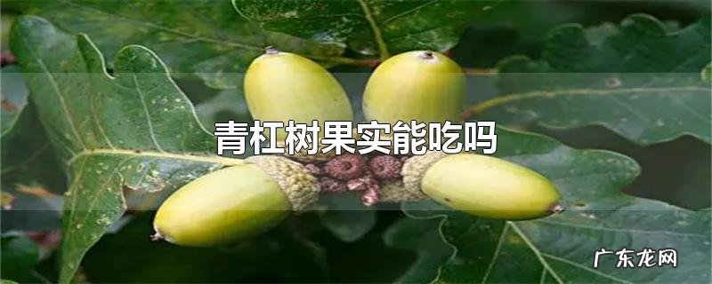 青杠树果实能吃吗