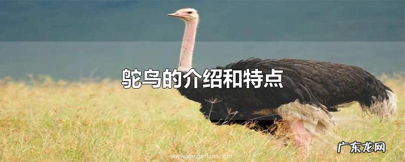 鸵鸟的介绍和特点