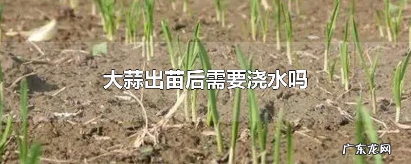 大蒜出苗后需要浇水吗
