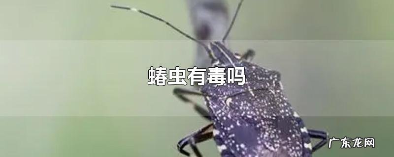 蝽虫有毒吗