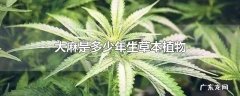 大麻是多少年生草本植物