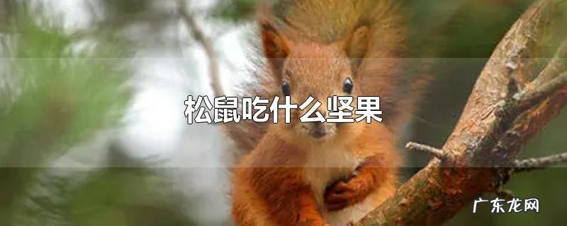 松鼠吃什么坚果