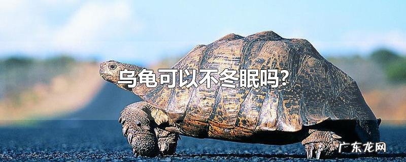 乌龟可以不冬眠吗?