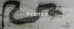黑蛇是什么蛇