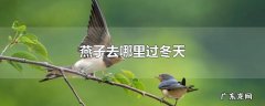 燕子去哪里过冬天