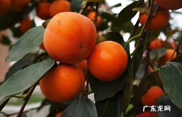 吃柿子减肥还是增 吃柿子减肥还是增肥