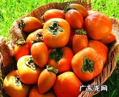 吃柿子减肥还是增 吃柿子减肥还是增肥