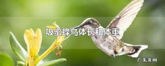吸蜜蜂鸟体长和体重