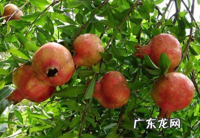 石榴是甚么季节的 石榴是什么季节的水果
