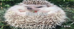 刺猬吃老鼠吗