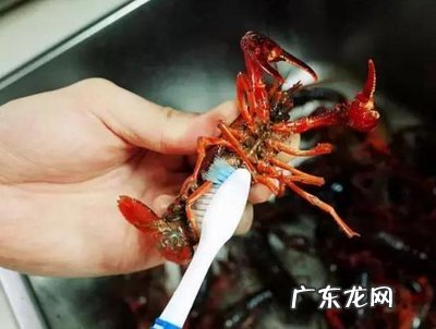 龙虾怎样洗才华净 龙虾怎么洗才干净