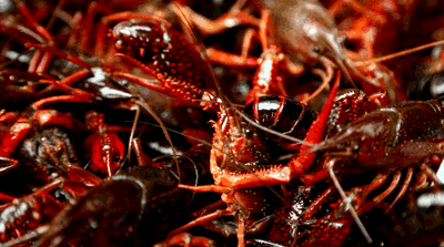 用龙虾肉钓鱼好用 用龙虾肉钓鱼好用吗