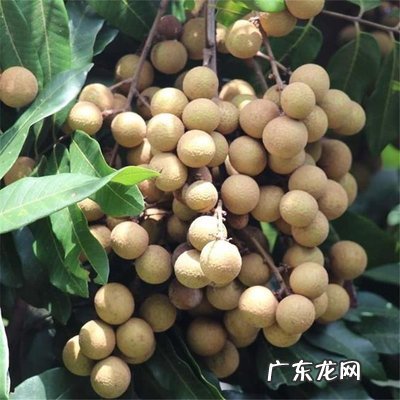 龙眼吃多了上火吗 龙眼吃多了上火吗