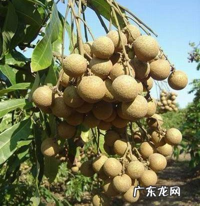 龙眼吃多了上火吗 龙眼吃多了上火吗