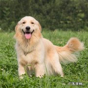 夏天狗狗有味道怎 夏天狗狗有味道怎么办