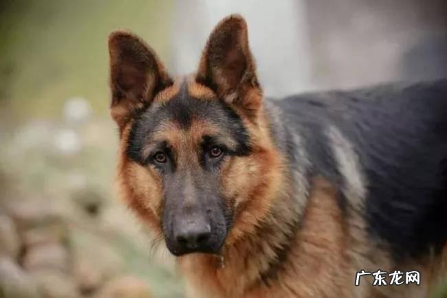 德牧攻击性强吗 德牧攻击性强吗