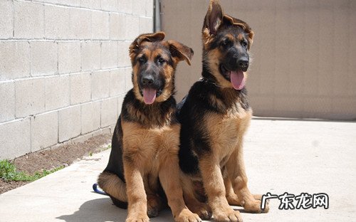 德牧攻击性强吗 德牧攻击性强吗