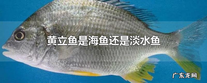 黄立鱼是海鱼还是淡水鱼