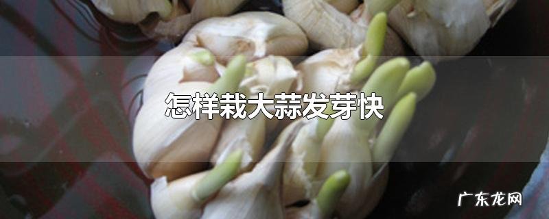 怎样栽大蒜发芽快