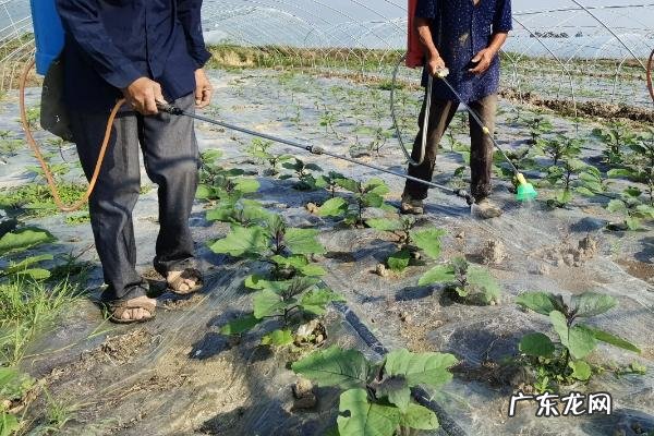 高效氯氟氰菊酯对蜗牛的效果
