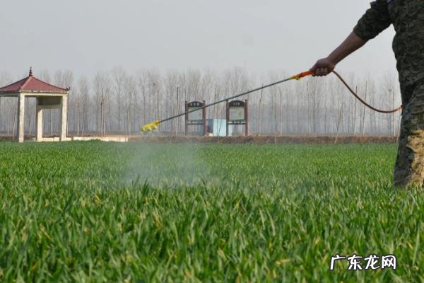 高效氯氟氰菊酯对蜗牛的效果