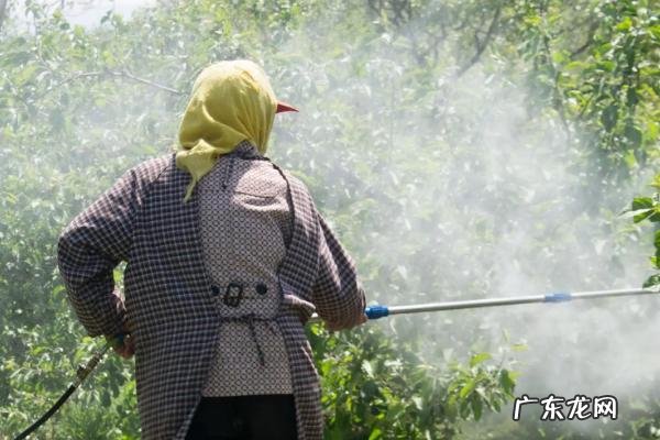 高效氯氟氰菊酯对蜗牛的效果