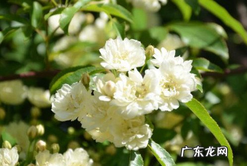 木香花为何不能 木香花为什么不能种在家里