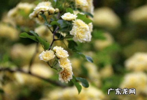木香花为何不能 木香花为什么不能种在家里