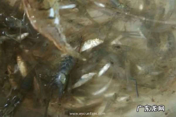 纯养鲫鱼喂什么饲料能快速生长