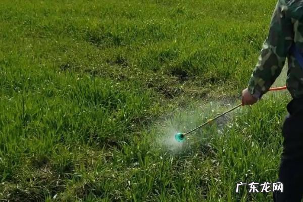 什么药物可以杀死白飞虱