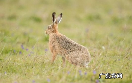 属兔人遇牛年必有 属兔人遇牛年必有一破