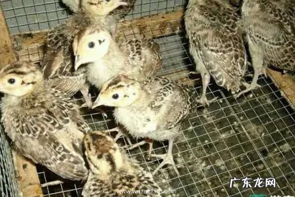 刚出壳的小野鸡怎么喂养