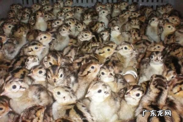 刚出壳的小野鸡怎么喂养