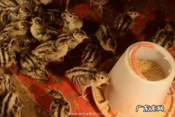 刚出壳的小野鸡怎么喂养