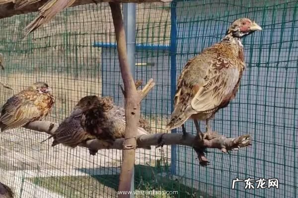 刚出壳的小野鸡怎么喂养