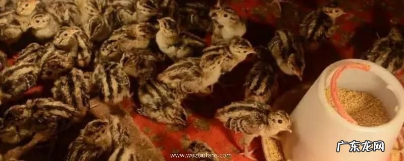 刚出壳的小野鸡怎么喂养