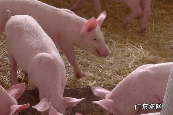 猪吐黄水是不是感染了非洲猪瘟