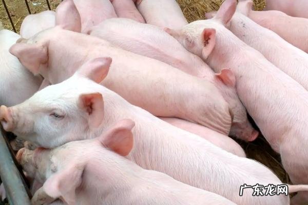 猪吐黄水是不是感染了非洲猪瘟