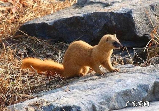 和黄鼠狼对视了1 和黄鼠狼对视了一眼没事吧