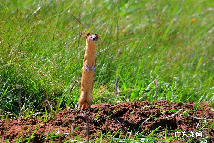 和黄鼠狼对视了1 和黄鼠狼对视了一眼没事吧