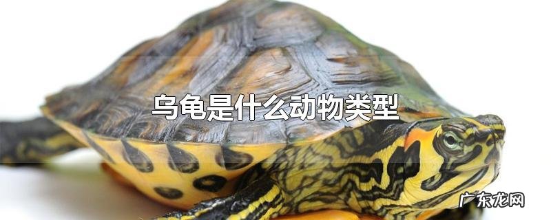 乌龟是什么动物类型