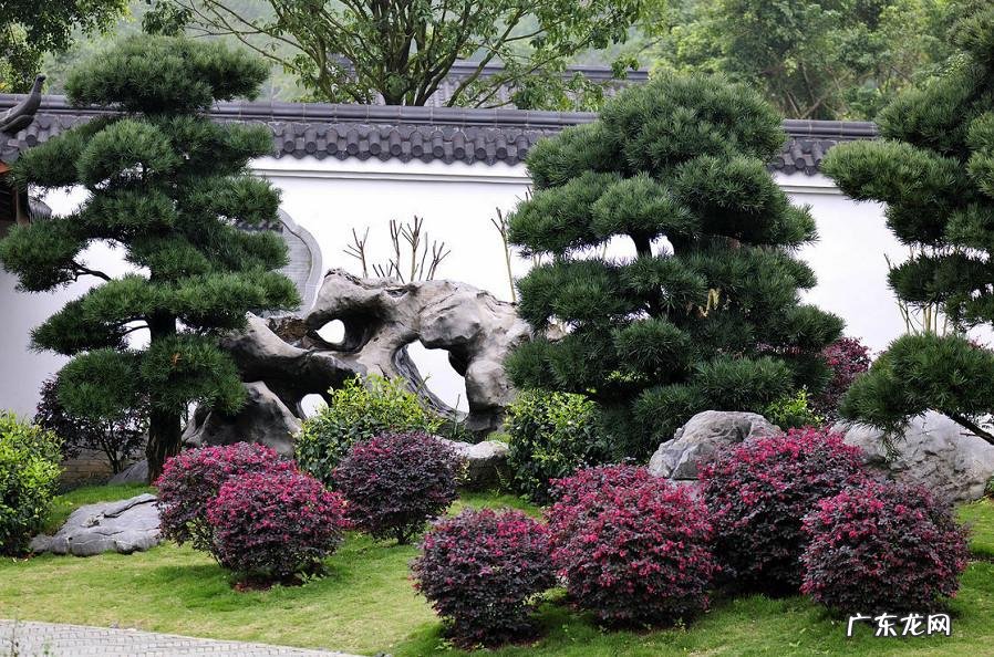 家里种国槐树风水好吗 国槐栽宅有何风水之说吗