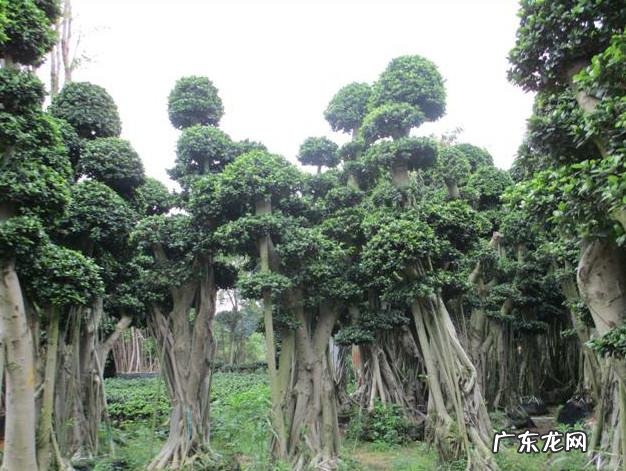 家里种国槐树风水好吗 国槐栽宅有何风水之说吗