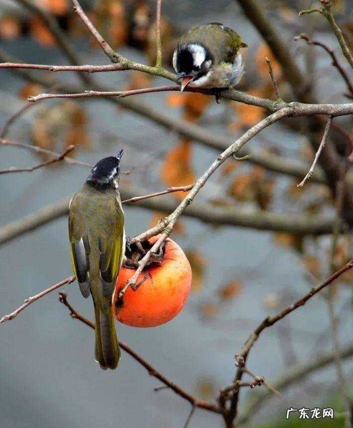 家里种国槐树风水好吗 国槐栽宅有何风水之说吗