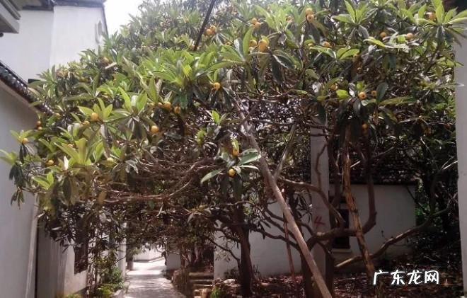 家里种国槐树风水好吗 国槐栽宅有何风水之说吗